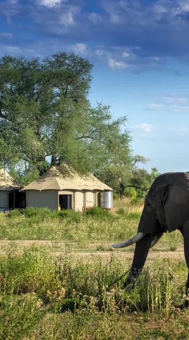 nyamatusi camp zimbabwe outside elephant yellow zebra safaris