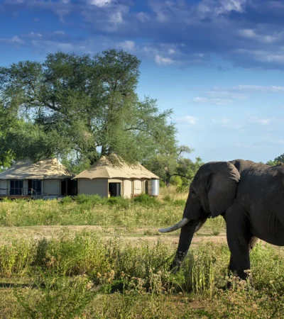 nyamatusi camp zimbabwe outside elephant yellow zebra safaris