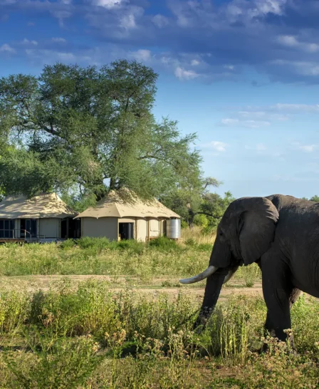 nyamatusi camp zimbabwe outside elephant yellow zebra safaris