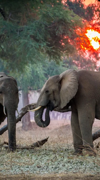elephant safaris, mana pools, zimbabwe holidays