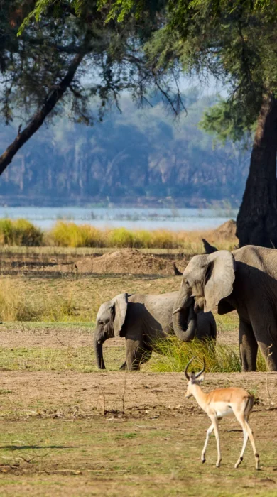 impala elephants, mana pools, zimbabwe safaris