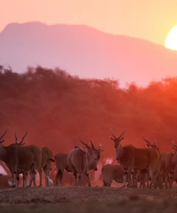 Sunset Zimbabwe wildlife