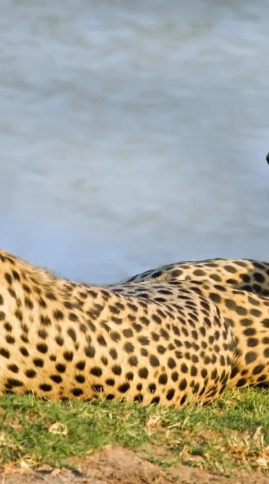 cheetah safaris, hwange national park, zimbabwe holidays