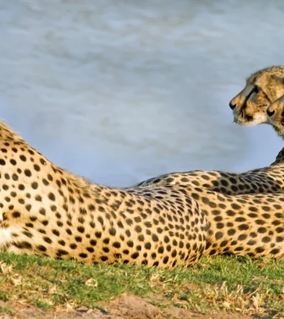 cheetah safaris, hwange national park, zimbabwe holidays