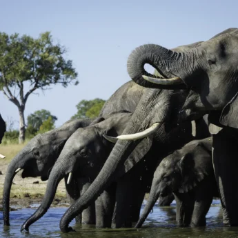 elephant safaris, hwange national park, zimbabwe holidays