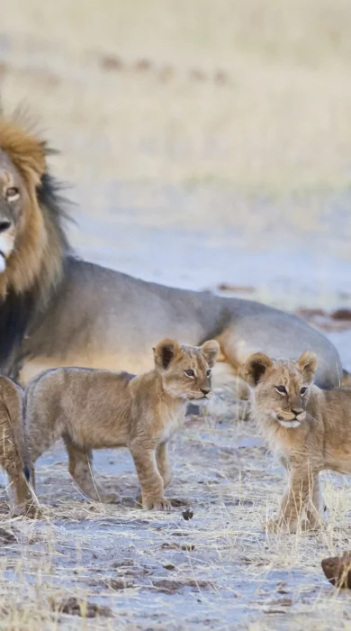 lion safaris, hwange national park, zimbabwe holidays