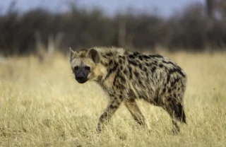 hyena safaris, hwange national park, zimbabwe holidays