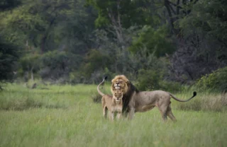 pair of lions, hwange national park, zimbabwe safaris