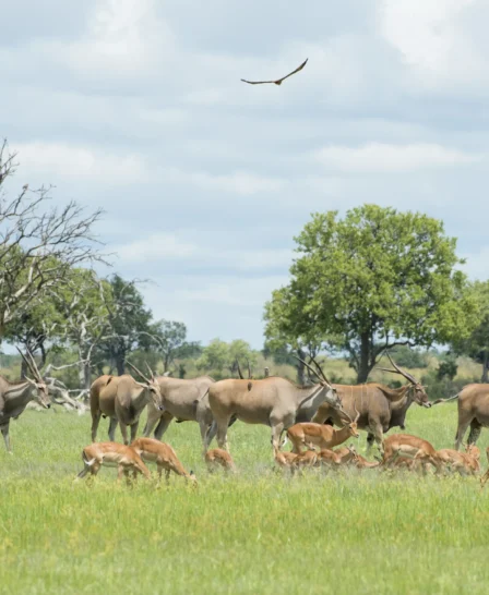 antelopes in hwange national park, zimbabwe safaris