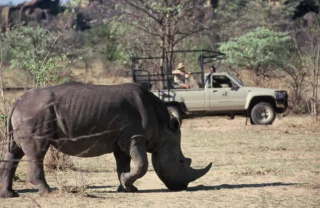 rhino safaris, matobo national park, zimbabwe