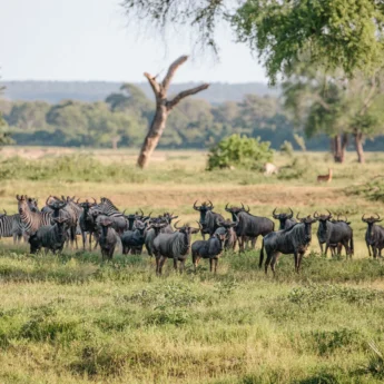 zebra and wildebeest, gonarezhou national park, zimbabwe safaris