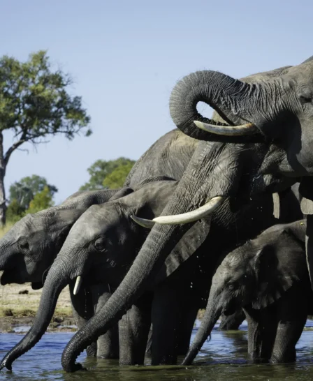 Hwange 2015 05 186