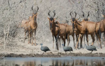 Wildlife Namibia