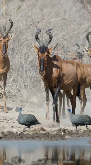 Wildlife Namibia