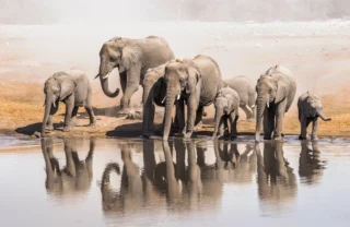 elephant herd, etosha national park, namibia