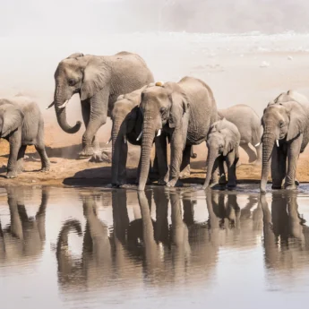 elephant herd, etosha national park, namibia