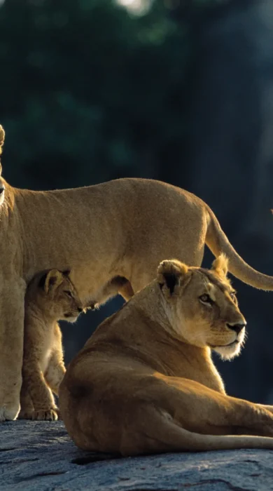 Serengeti lionesses on kopje AS
