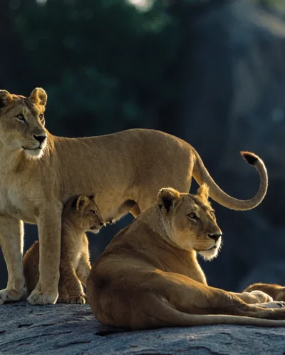Serengeti lionesses on kopje AS