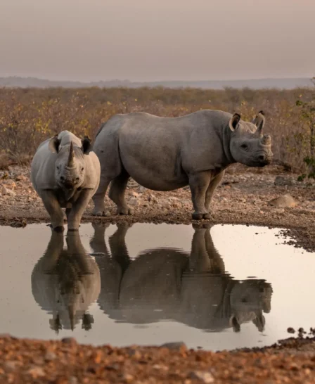 Rhinos, Ongava Lodge, Etosha National Park, Namibia