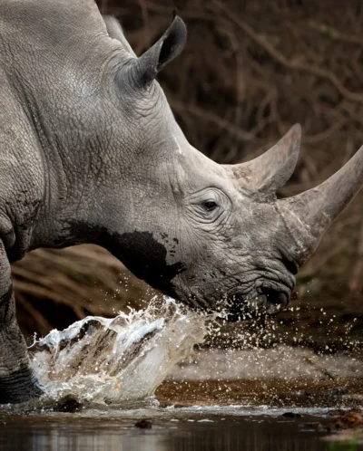 best places to rhino africa yellow zebra safaris