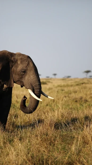 Top elephants africa katav tanzania