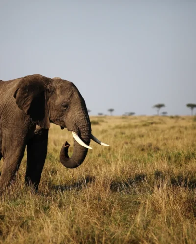 Top elephants africa katav tanzania