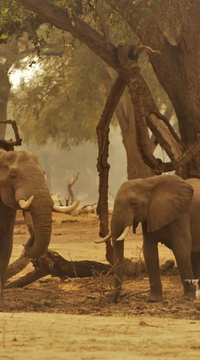 Elephants, Stretch Ferreira Safari Tented Camp, Mana Pools, Zimbabwe