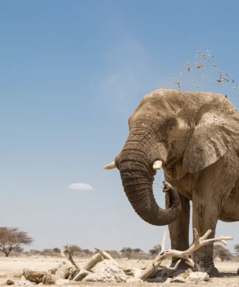 elehant wildlife onguma the fort namibia yellow zebra safaris