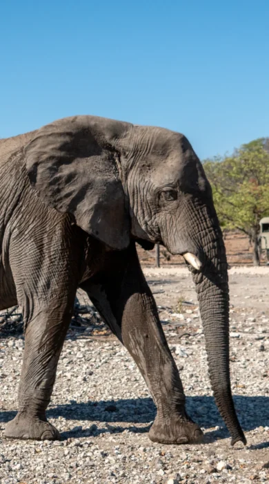elephant game drive anderssons namibia yellow zebra safaris