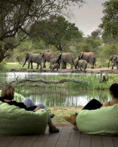 elephant watch, timbavati private game reserve, south africa