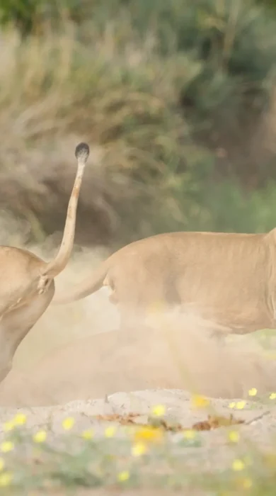 Hoanib Valley Lions