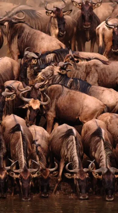Serengeti National Park 2.1