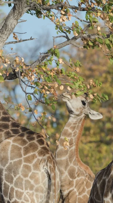 Giraffes