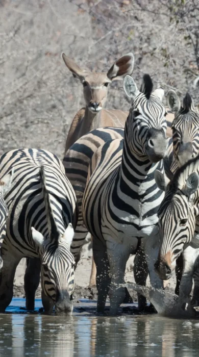 Zebras