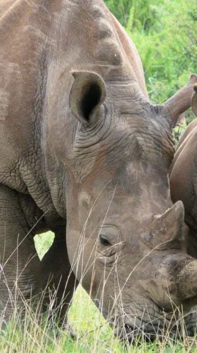 Rhino baby with mother