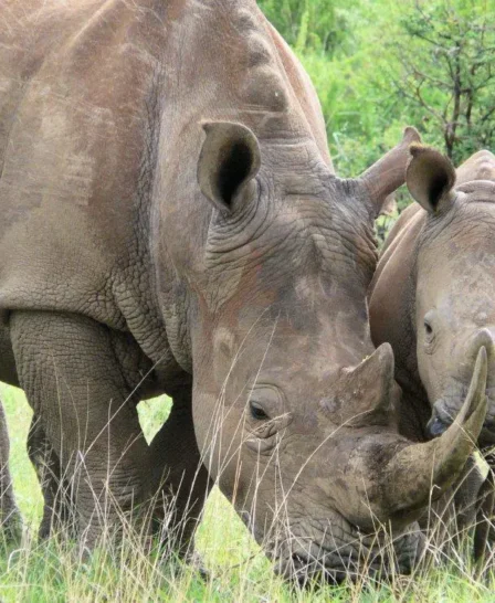 Rhino baby with mother