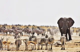 wildlife in etosha national park, namibia safaris
