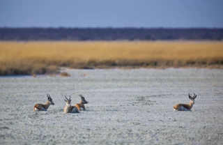 antelope, etosha national park wildlife, namibia safaris