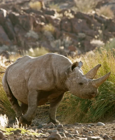 rhino safaris, damaraland, namibia holidays