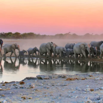 elephants, etosha national park sunset, namibia safaris
