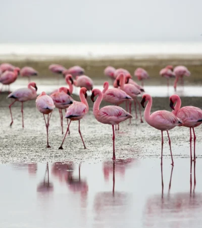 flamingos in swakopmund and walvis bay, namibia safaris