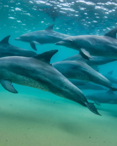 group of dolphins, areas and experiences in mauritius
