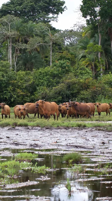 buffalo, republic of the congo, africa holidays