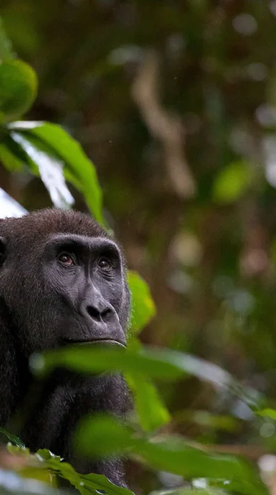 african gorilla