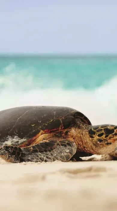 Hawksbill Turtle