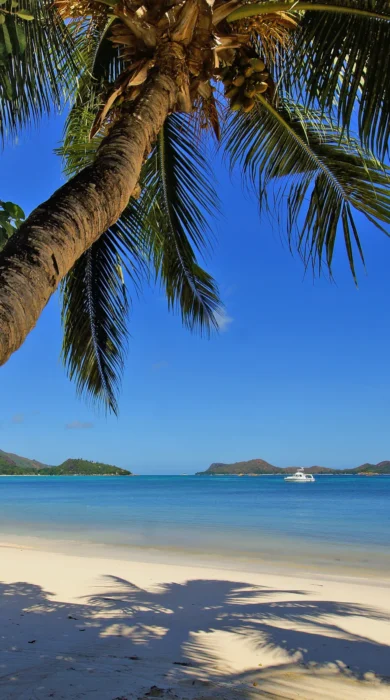 palm tree, praslin island, seychelles, africa safaris