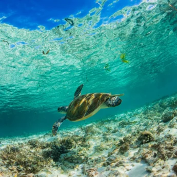 turtle in the indian ocean, unspoiled nature, seychelles safaris