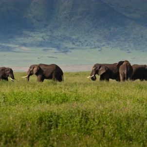 Elephants, Tanzania's wildlife migration safari