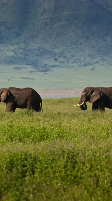 Elephants, Tanzania's wildlife migration safari