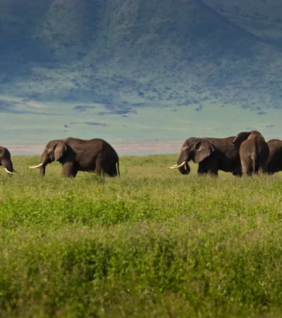 Elephants, Tanzania's wildlife migration safari